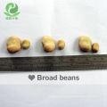 Chinese dried broad beans with export broad beans